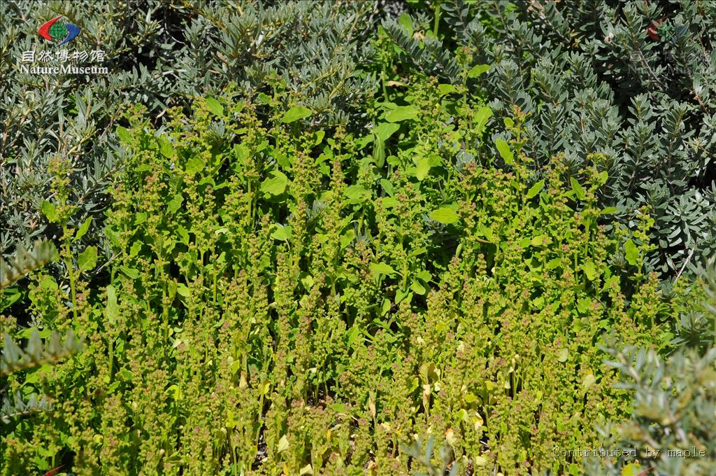  p>藜科(拉丁学名: i>chenopodiaceae /i>) 是被子植物的大科之一,两