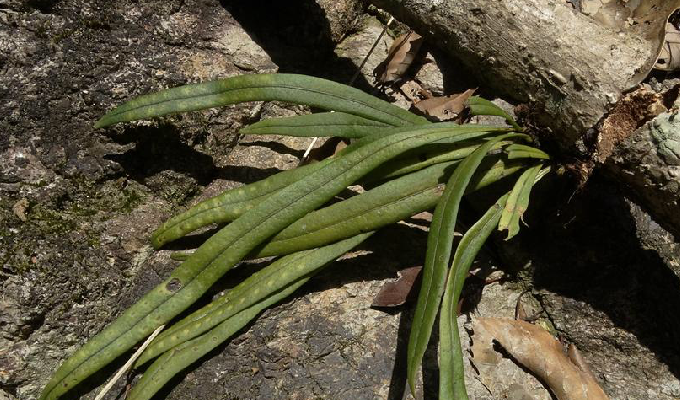  p>瓦韦属是附生蕨类.根状茎粗壮,横走,密被鳞片. /p>