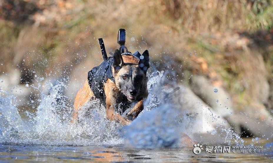  p>特种 a href="#" data-lemmaid="627682">警犬 /a>一般具有发达的 