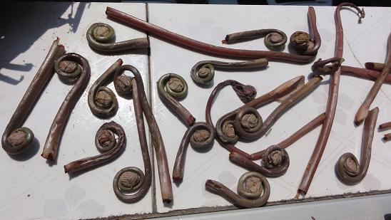 名蕨,亦称微菜,拳菜,凤尾菜,因其嫩芽状似小孩拳头,俗称娃娃拳,蕨菜中