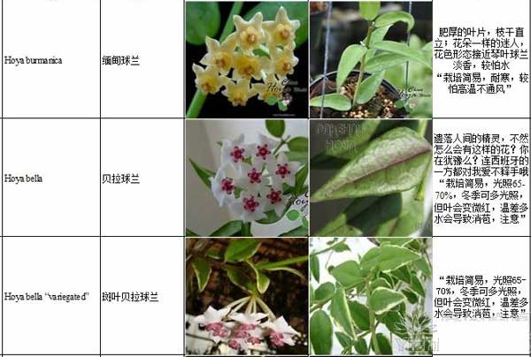 红副球兰(白花)