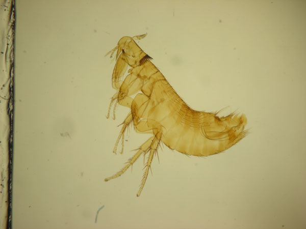 喜山二刺蚤中华亚种