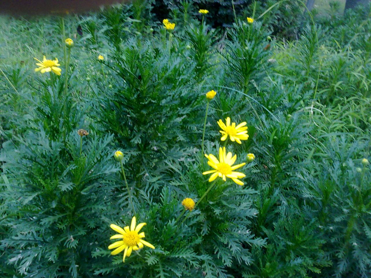  p>菊科,为 a target="_blank" href="/item/双子叶植物纲/229183"