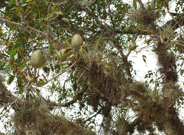 p>桃花心木(学名: i>swietenia mahagoni  /i> (l.) jacq.