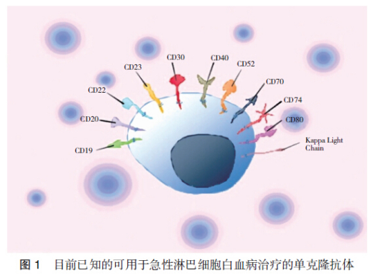 CD20_百度百科