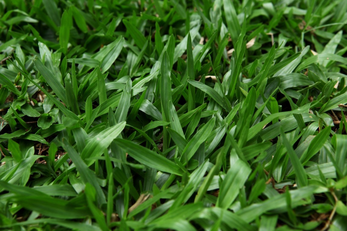 axonopus compressus (sw. ) beauv.