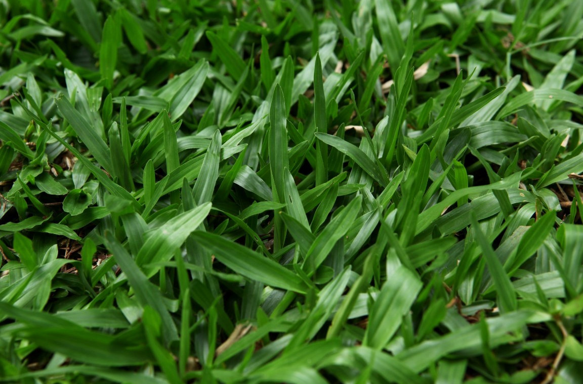  p>地毯草(学名:axonopus compressus (sw. ) beauv.