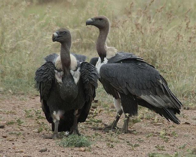  p>拟兀鹫(学名: i>gyps bengalensis /i>):是中型 a target="_blank"