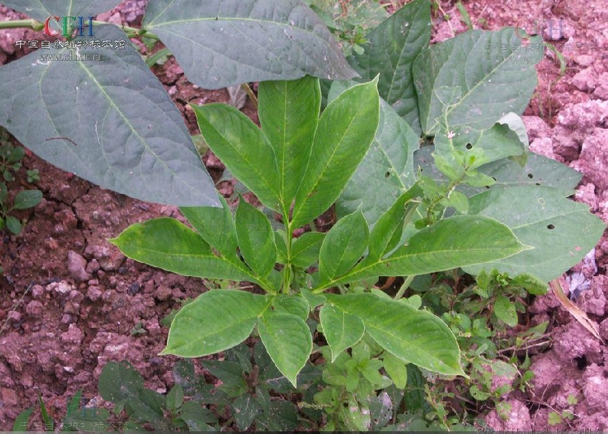  p>魔芋是天南星科(araceae)魔芋属(amorphopha llus blume)的总称