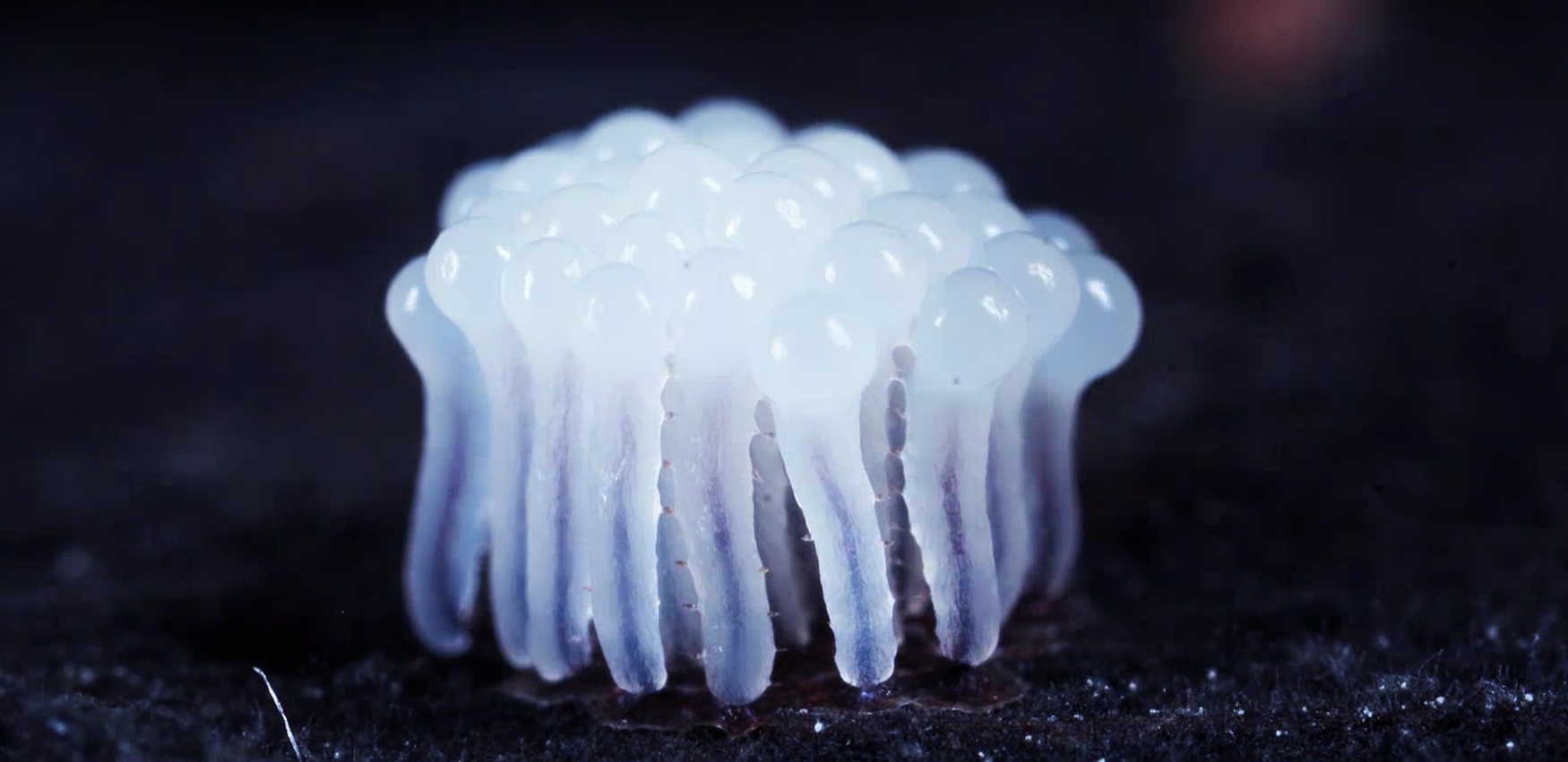 孢囊基发达.囊轴几达孢囊顶尖.孢丝交织形成表面网.