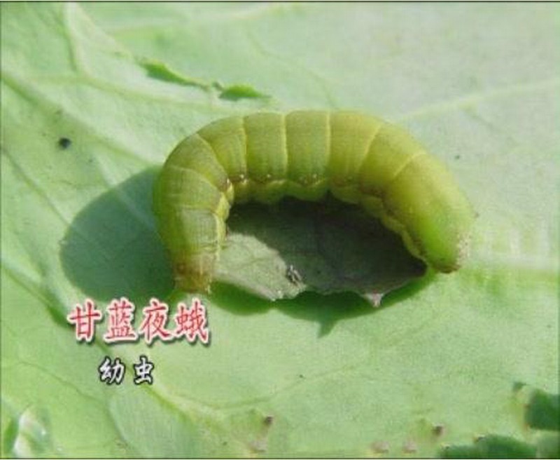  p>甘蓝夜蛾广泛分布于各地,是一种杂食性害虫,除 a href="#" data