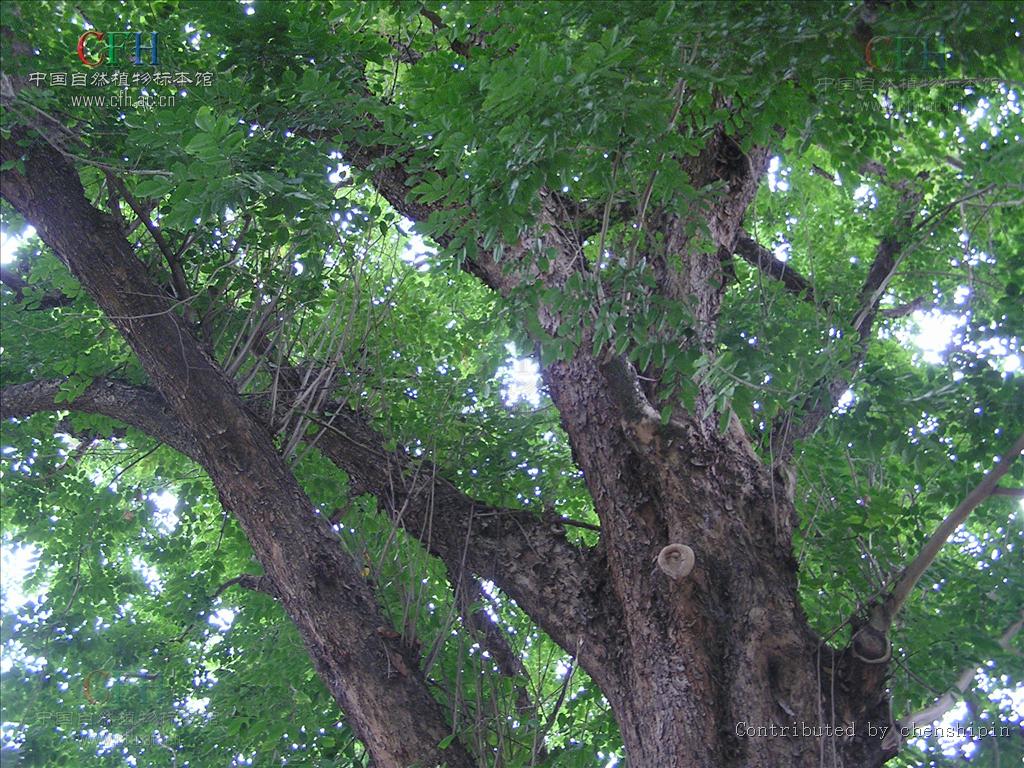 这种木材具有很强的香味,并可以持续很多年,因此被称为"蔷薇木".