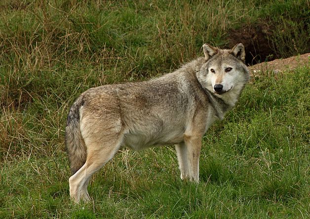 lupus /i>)又名 a href="#" data-lemmaid="6683909">欧亚灰狼 /a>