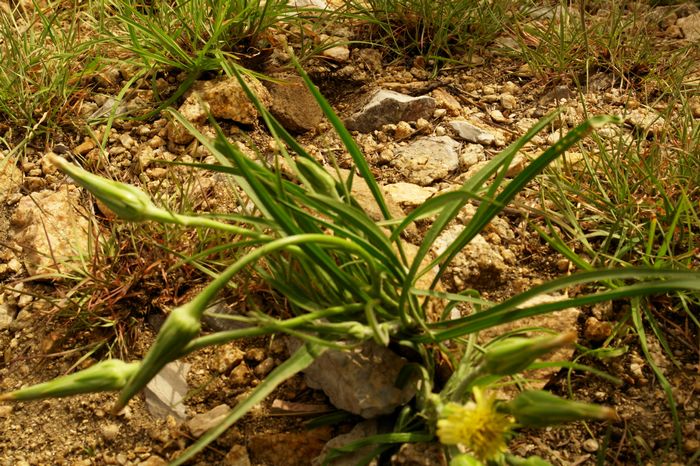  p>华北鸦葱(学名: i>scorzonera albicaulis  /i>bunge)是菊科鸦葱属