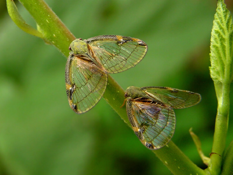  p data-id="gnwmk5kyew">广翅蜡蝉,昆虫类节肢动物,若虫大多为白色