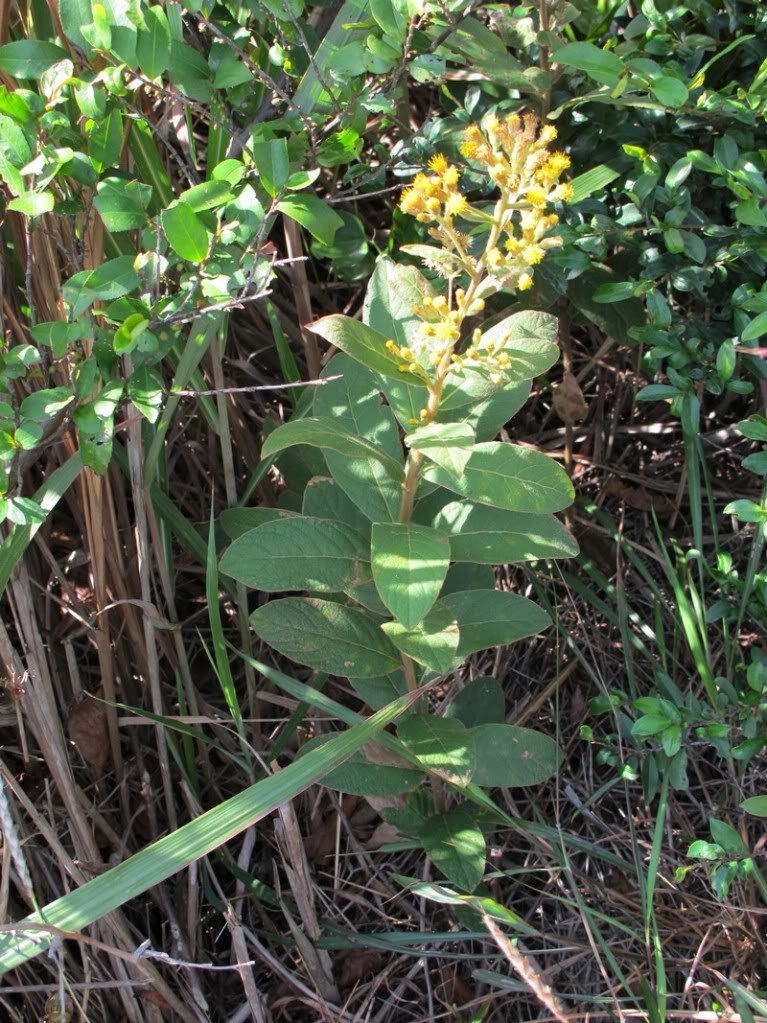 为牛科野牛属动物黄牛 i>bos taurus domesticus /i> gmelin或水牛属