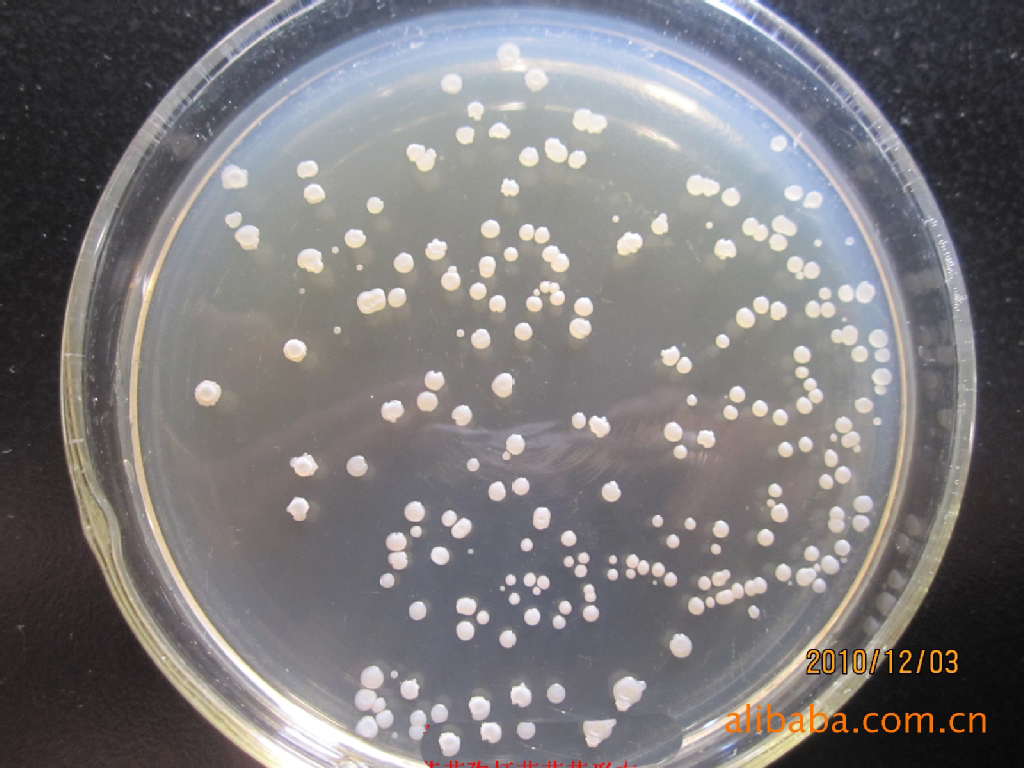 芽孢八叠球菌属