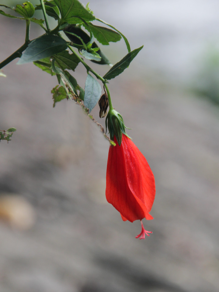  p>悬铃花,拉丁学名(malvaviscus arboreus cav.),属常绿小灌木.
