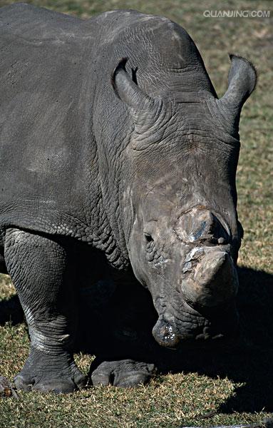  p>白犀(学名: i>ceratotherium simum /i>): a target="_blank" href
