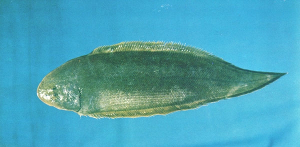 cynoglossus trigrammus