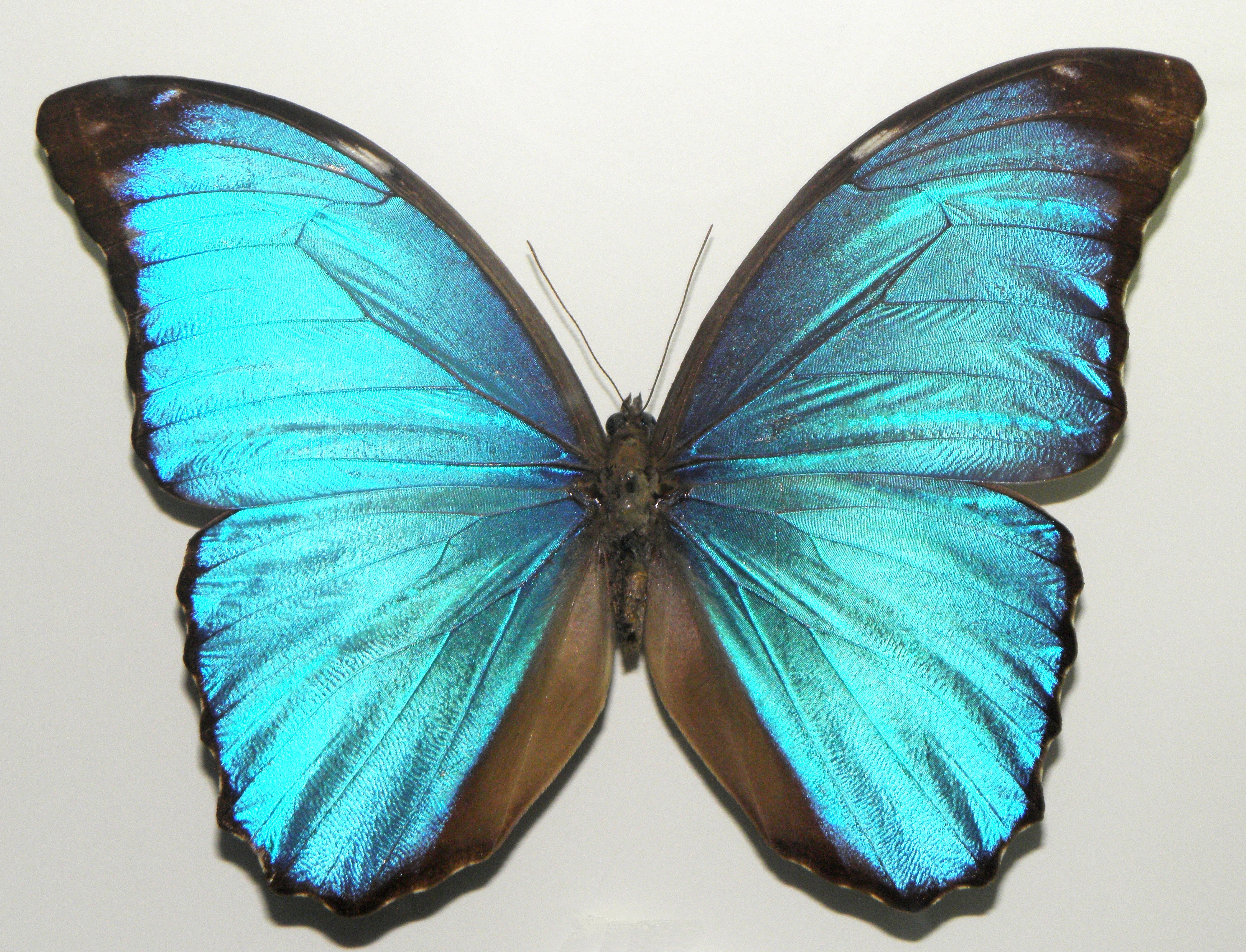 blue morpho butterfly