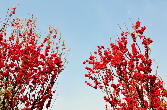  p>红帚桃(学名: i>amygdalus persica /i> linn. var.