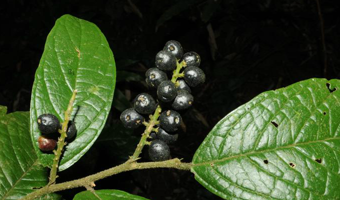 五月茶属,是 a href="#" data-lemmaid="229183">双子叶植物纲 /a>