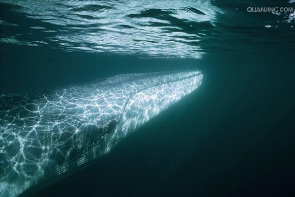 balaenoptera physalus