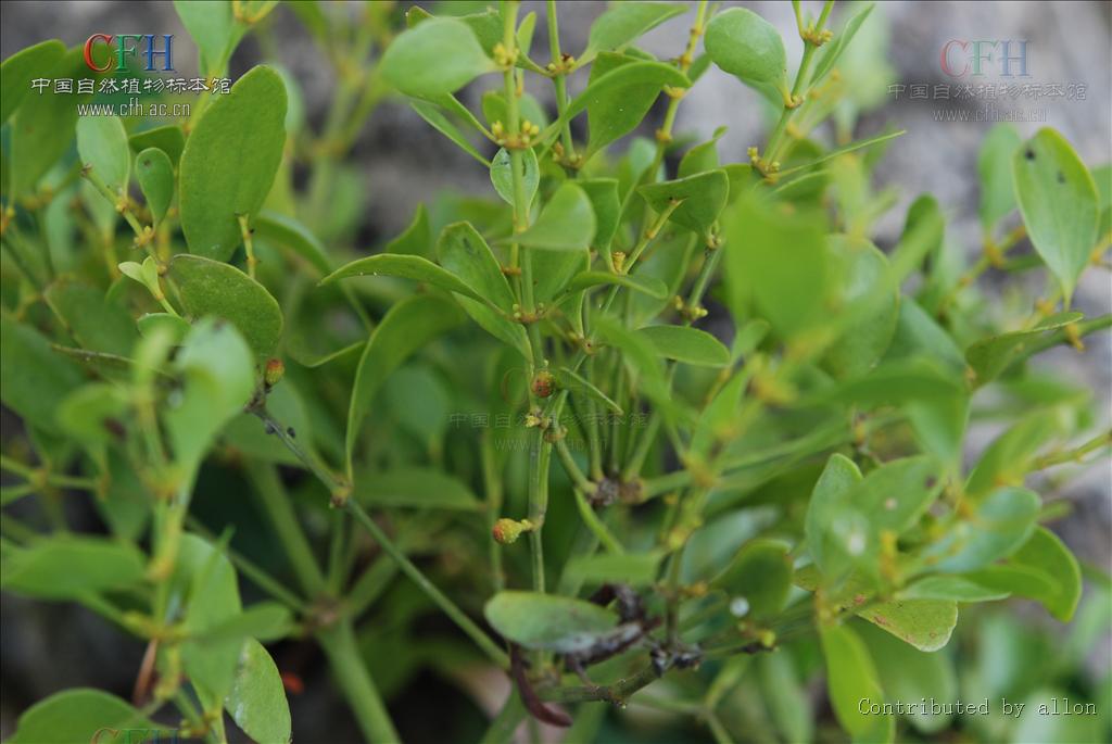 viscum ovalifolium dc.