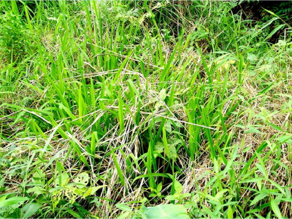 oryza rufipogon griff.