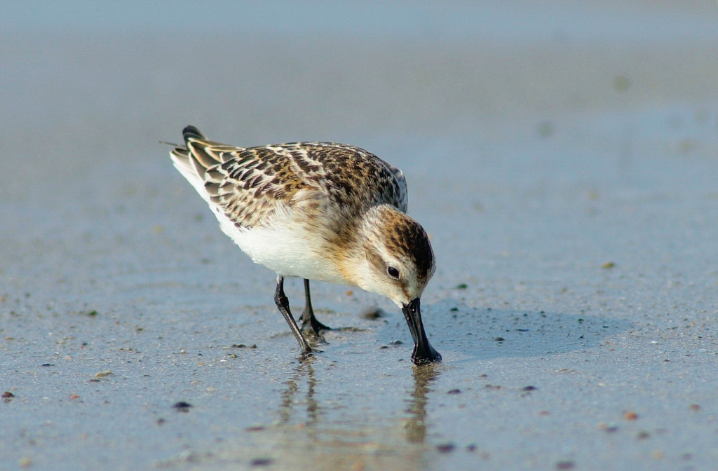 spoon-billed sandpiper
