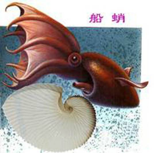 船蛸_百度百科