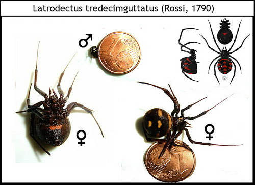  p>间斑寇蛛, i>latrodectus tredecimguttatus  /i>(rossi,1790),属 