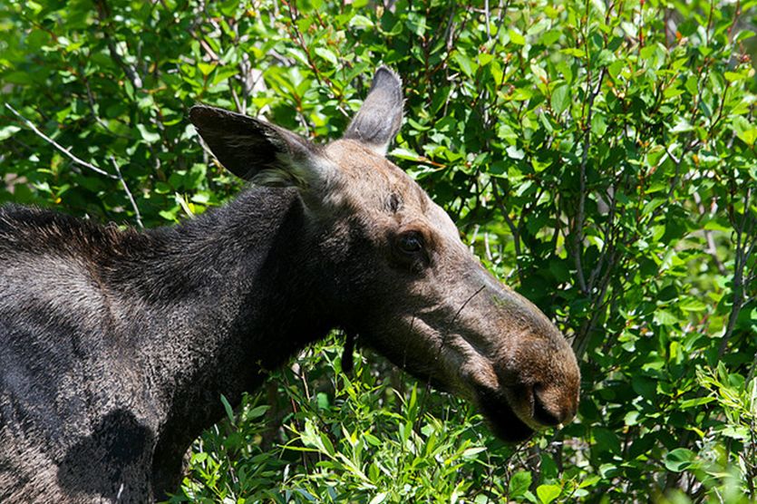  p>北美驼鹿( a href="#" data-lemmaid="8074290">学名 /a>: i>alces