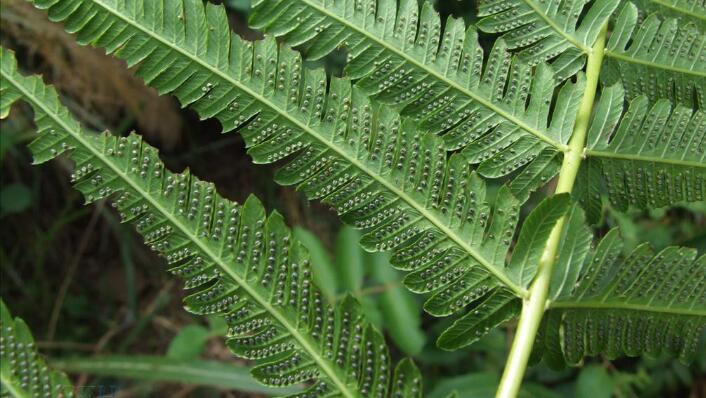  p>溪边假毛蕨( a target="_blank" href="/item/学名/8074290" data