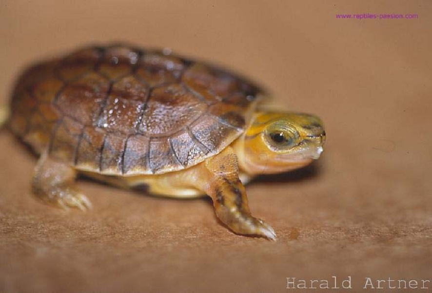  p>百色闭壳龟(学名: i> i>cuora mccordi /i> /i>)是龟科,闭壳龟属