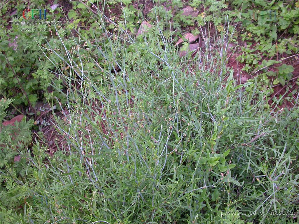  p>戟叶酸模,灌木植物,高50-90厘米.茎多分枝,老技木质.叶互生或簇生.