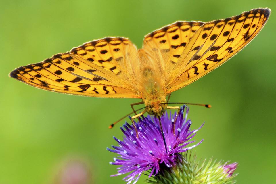  p>绿豹蛱蝶,属鳞翅目(lepidoptera),蛱蝶科(nymphalidae)豹蛱蝶属.