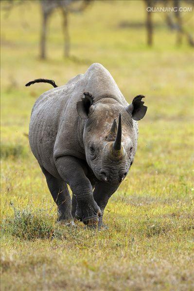 hook-lipped rhinoceros
