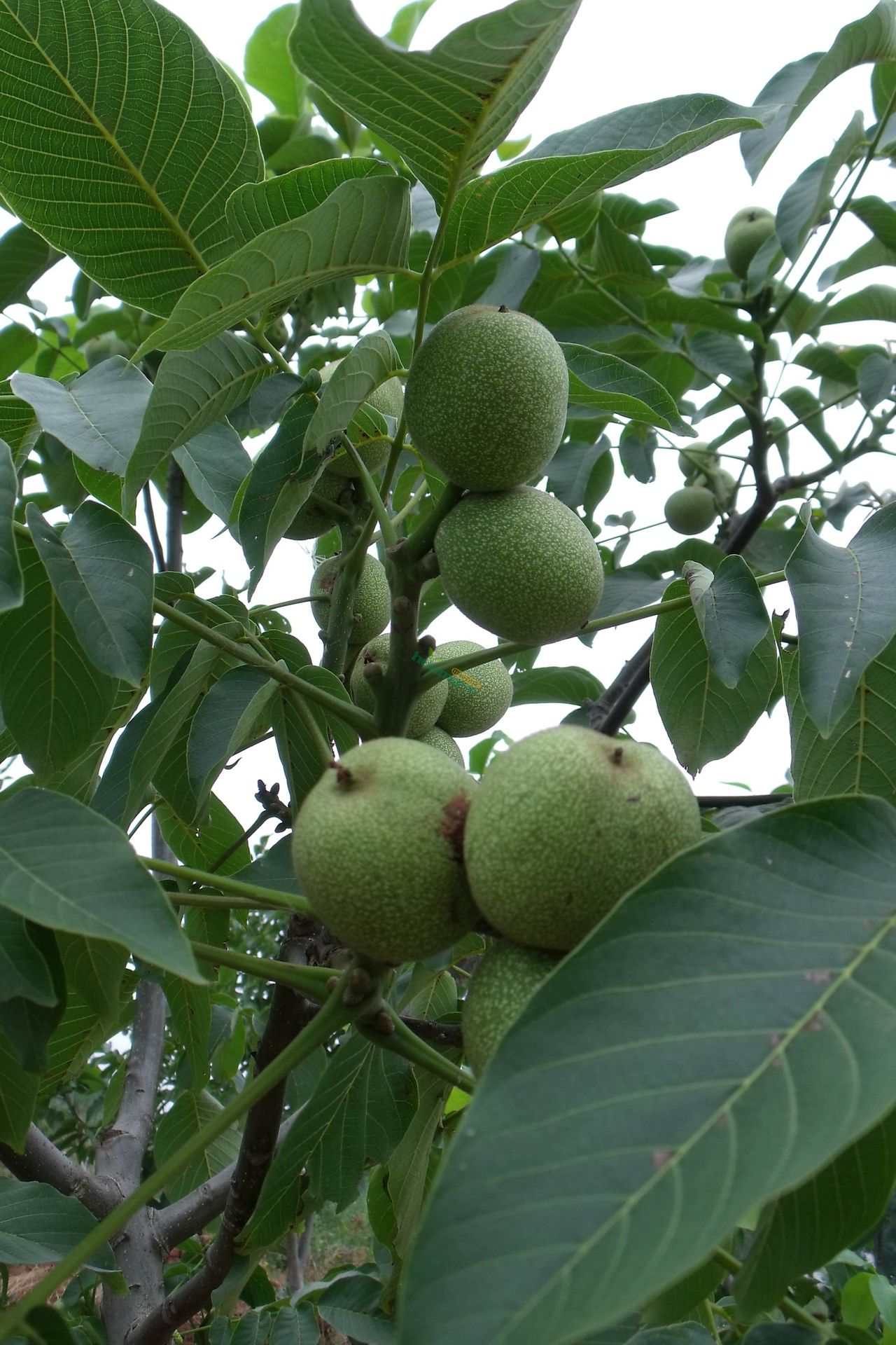  p>"清香核桃"是日本核桃品种中最优良的品种,20世纪80年代初由 a