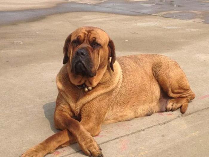  p> a href="#">马士提夫 /a>犬的 a href="#">英文 /a>名为:mastiff.