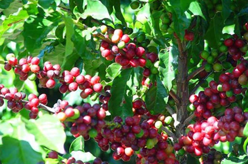 珍品，巴西咖啡