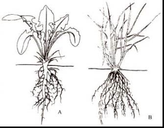 水生维管束植物