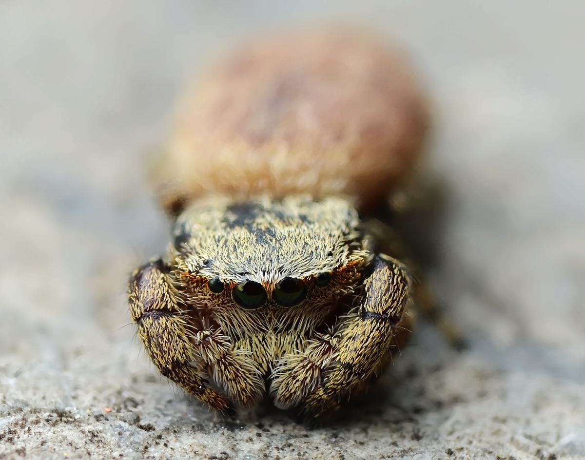  p>波纹花蟹蛛, i>xysticus croceus  /i>(fox, 1937),为蜘蛛目