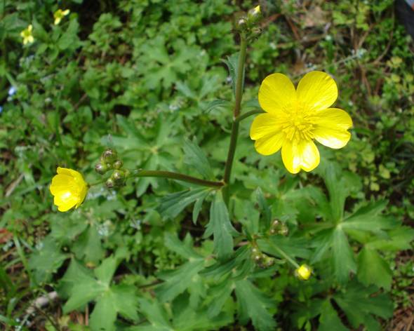  p>新疆毛茛,毛茛科美丽毛茛组植物.