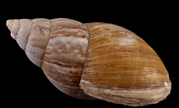 giant african snail