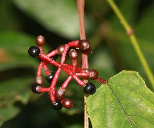  p>青紫葛(学名: i>cissus javana  /i>dc.