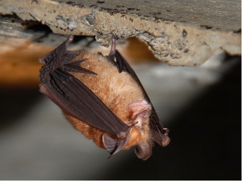 blythi andersen: least horseshoe bat体形在菊头蝠中较小.