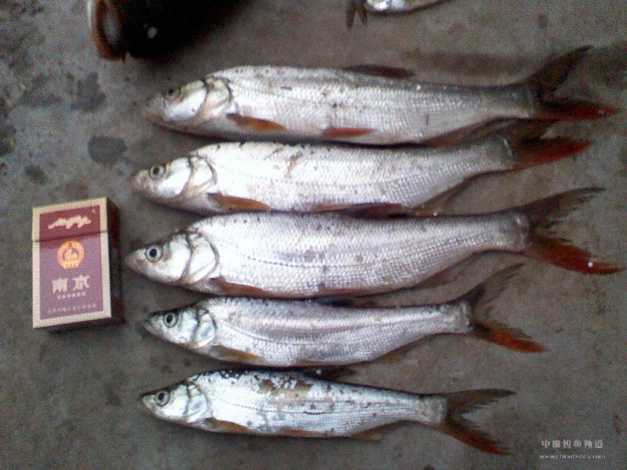  p>银飘鱼(pseudolaubuca sinensis)属 a target="_blank" href="