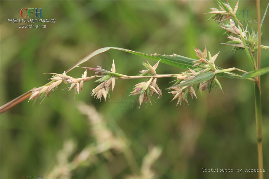  p>水蔗草属物种为多年生,分枝,披散草本;只有 a target="_blank"